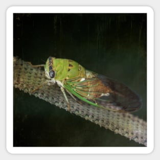 Cicada - Cicadoidea - Green - Insect Sticker